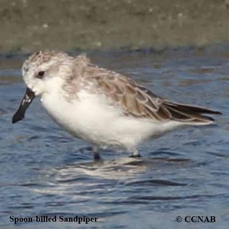 Spoon-billed Sandpiper