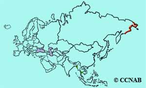 Spoon-billed Sandpiper range map