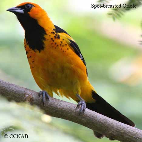 orioles