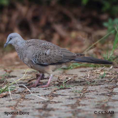 North America doves