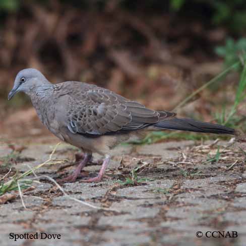 Spotted Dove