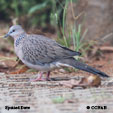 Spotted Dove range map