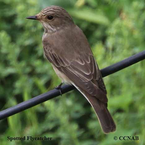 Spotted Flycatcher