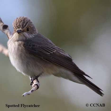 Spotted Flycatcher