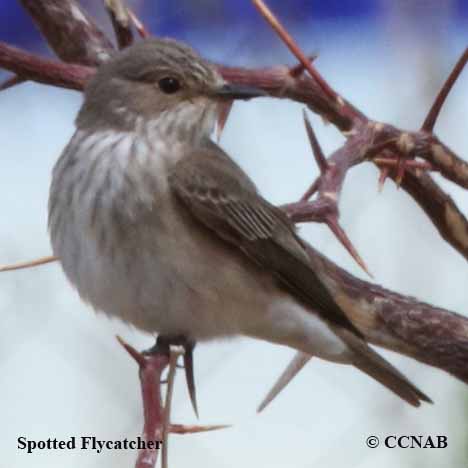 Spotted Flycatcher