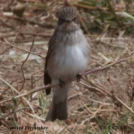 Spotted Flycatcher