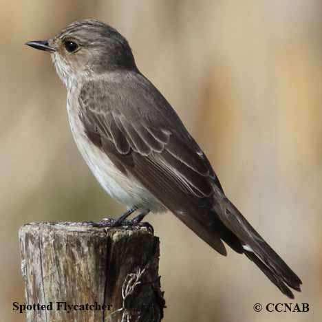 Birds of North America