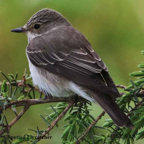 Spotted Flycatcher