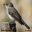 Spotted Flycatcher