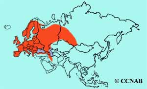 Spotted Flycatcher range map