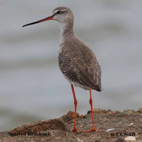 Spotted Redshank