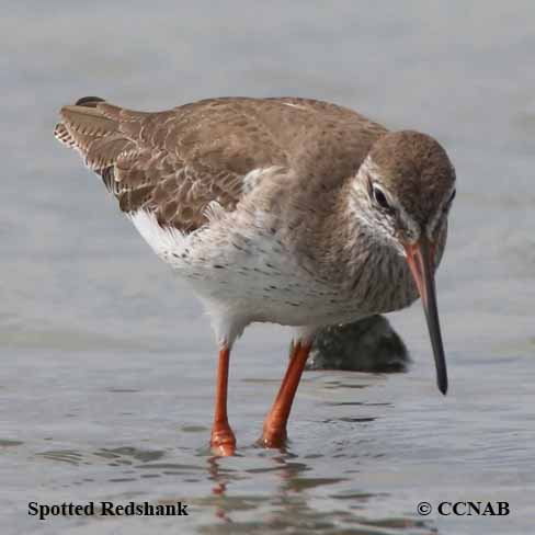 Spotted Redshank