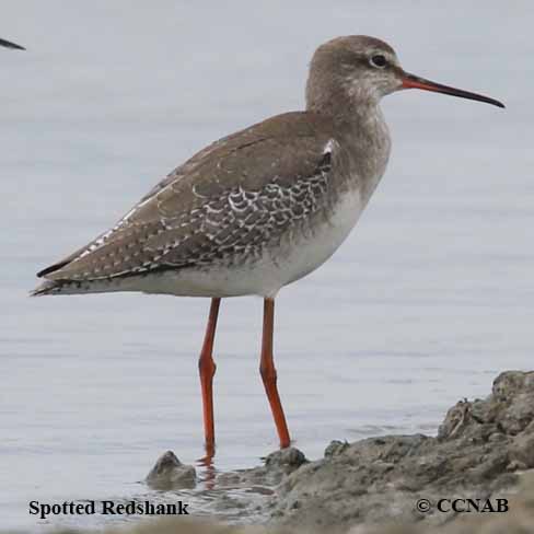 Spotted Redshank