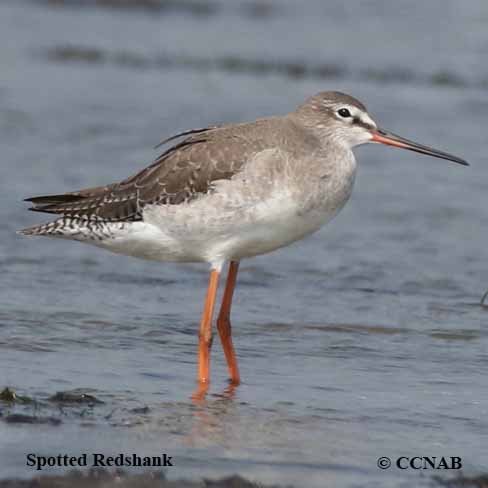 Spotted Redshank