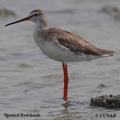 Birds of North America