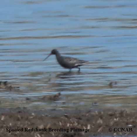 Spotted Redshank