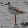 Spotted Redshank range map