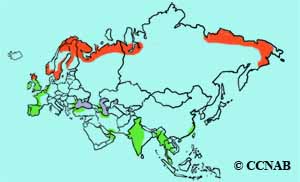 Spotted Redshank range map