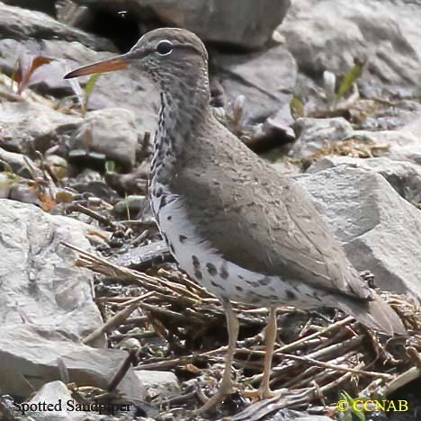 Birds of North America