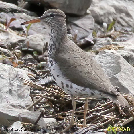 Spotted Sandpiper