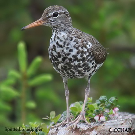 Spotted Sandpiper