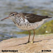 Spotted Sandpiper range map