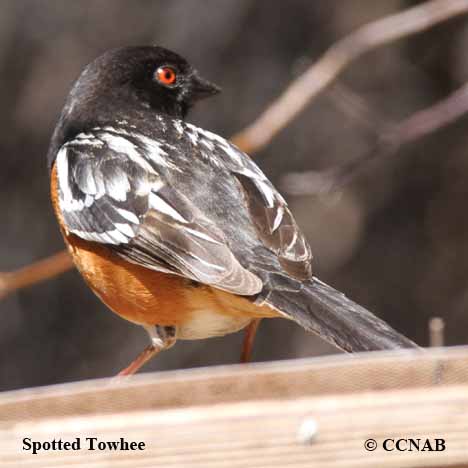 Spotted Towhee