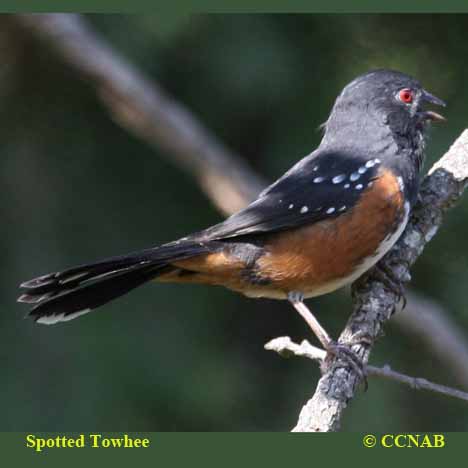 Spotted Towhee