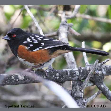 Spotted Towhee