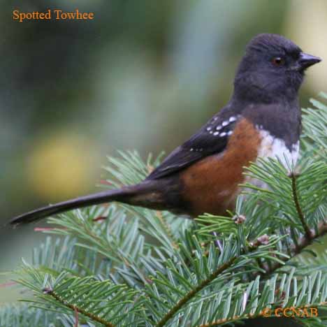 Spotted Towhee