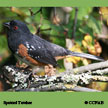 Spotted Towhee range map