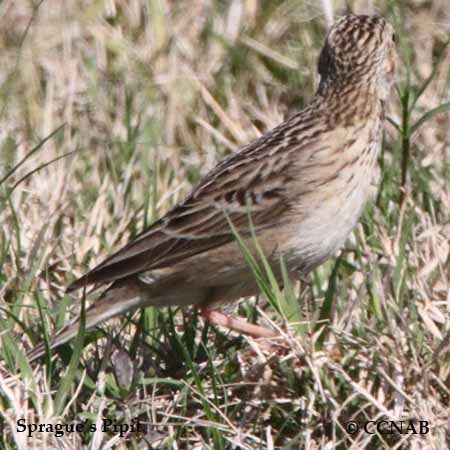 Sprague's Pipit