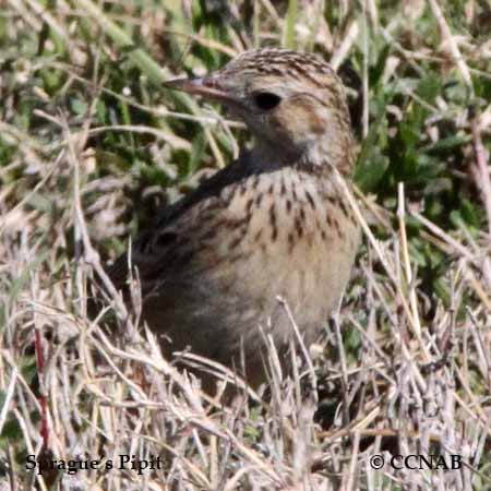 Sprague's Pipit