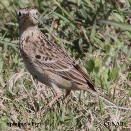 Sprague's Pipit