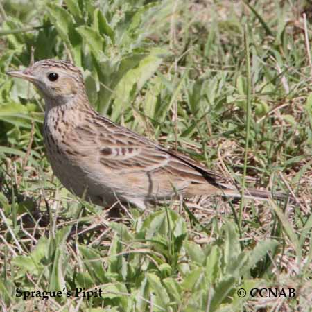 Sprague's Pipit