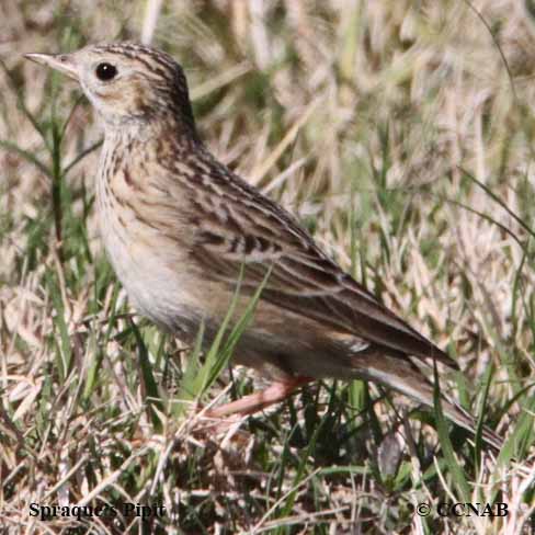 Birds of North America