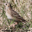 Sprague's Pipit range map