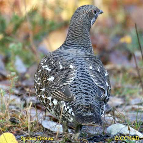 Spruce Grouse