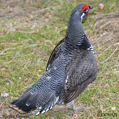 Spruce Grouse