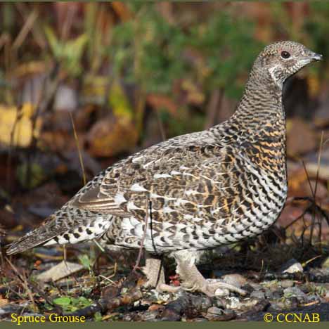 Spruce Grouse