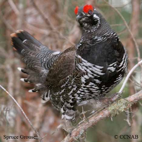 Spruce Grouse