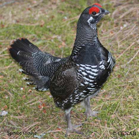 Birds of North America