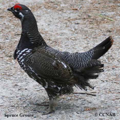 Spruce Grouse