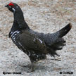 Spruce Grouse range map