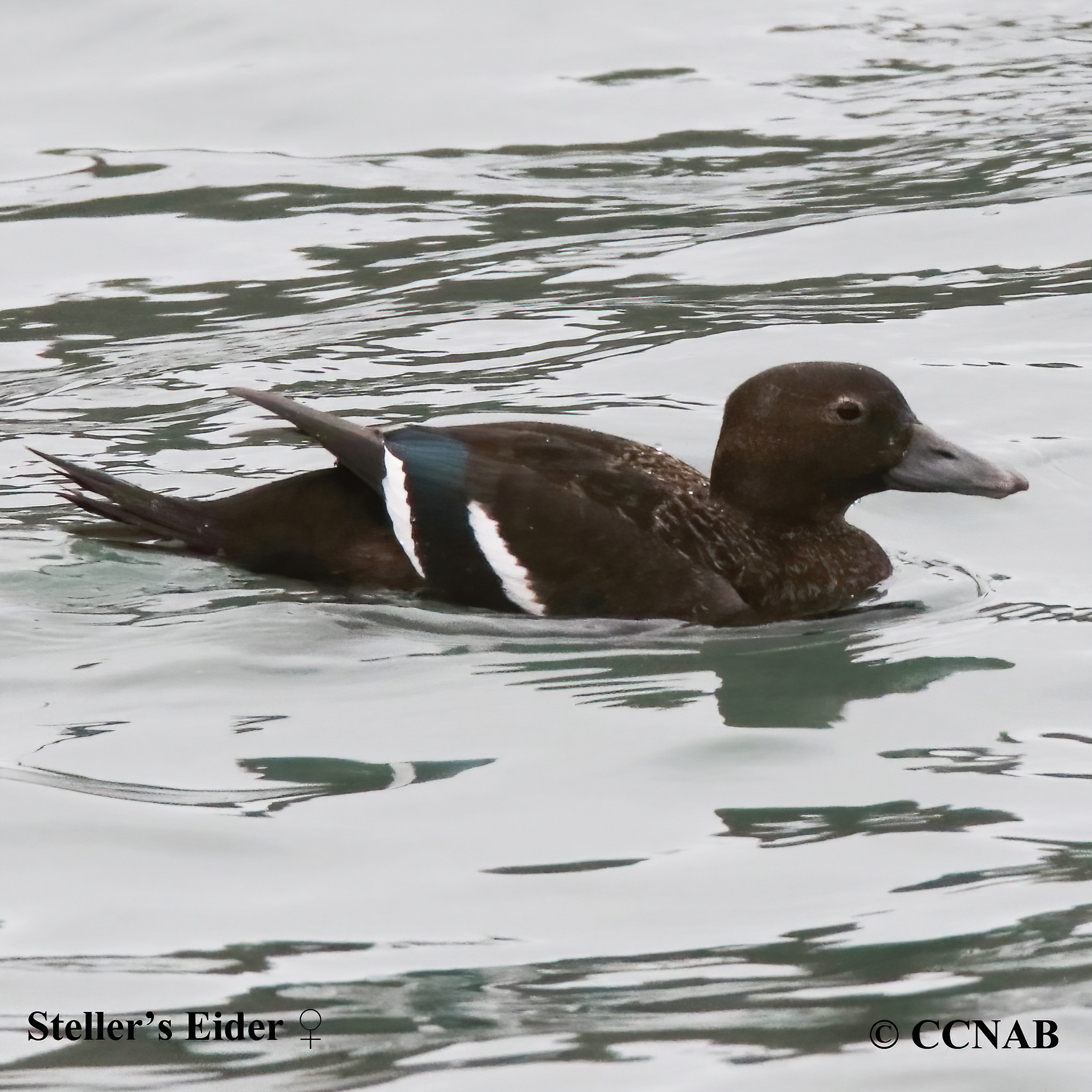 Steller's Eider