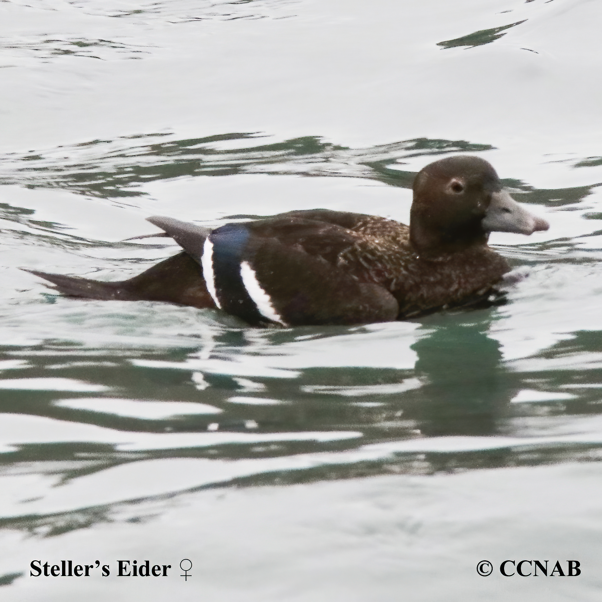 Steller's Eider