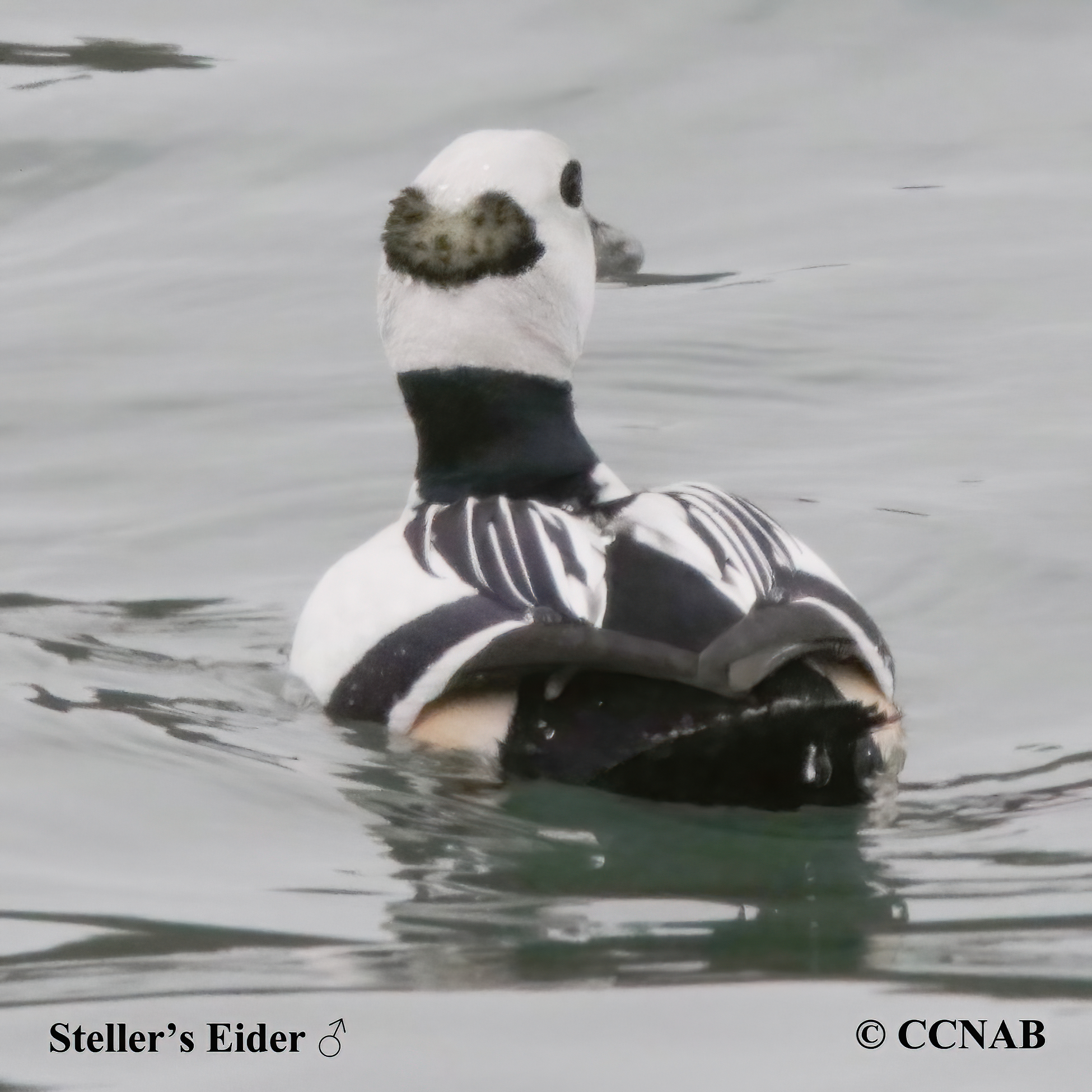 Steller's Eider