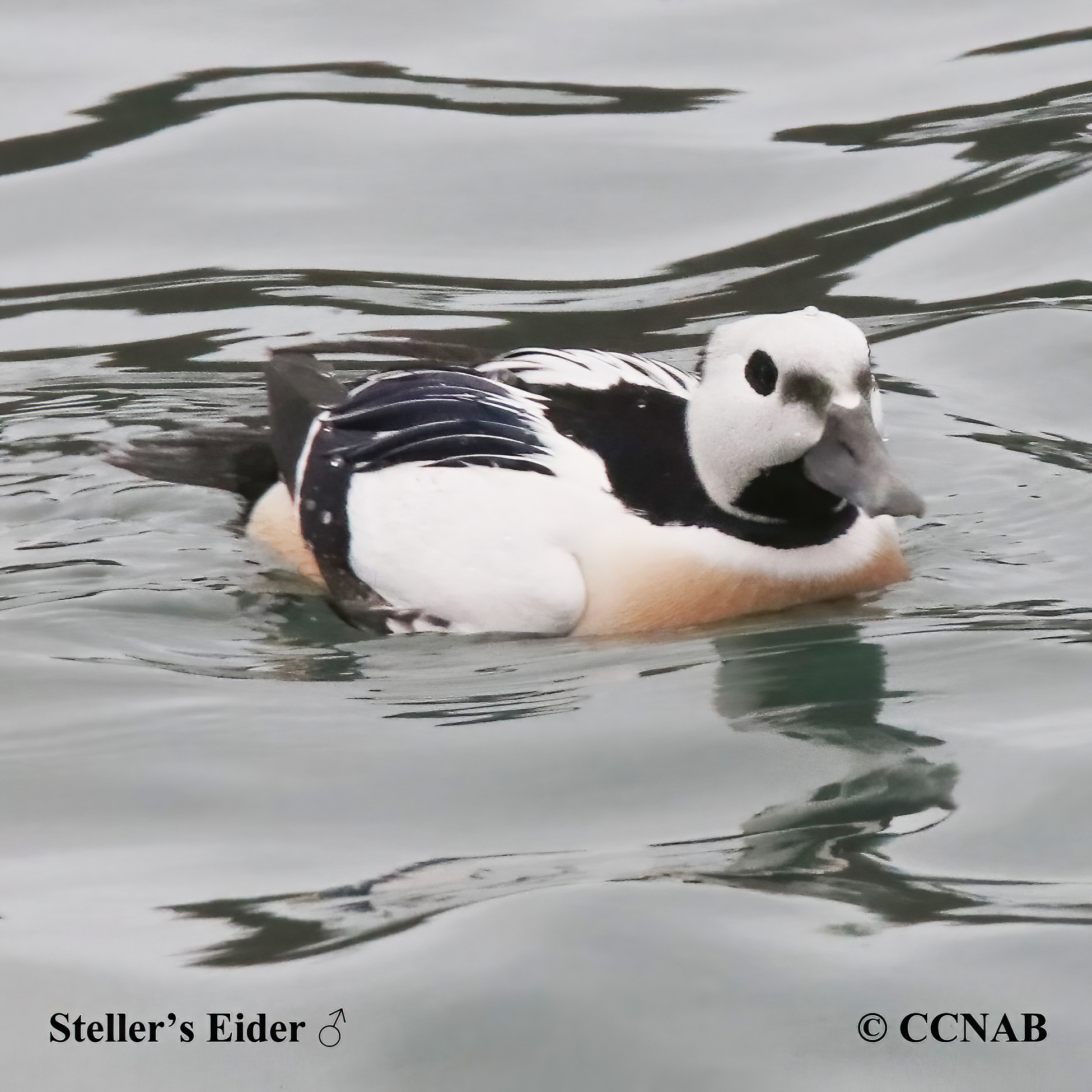 Steller's Eider