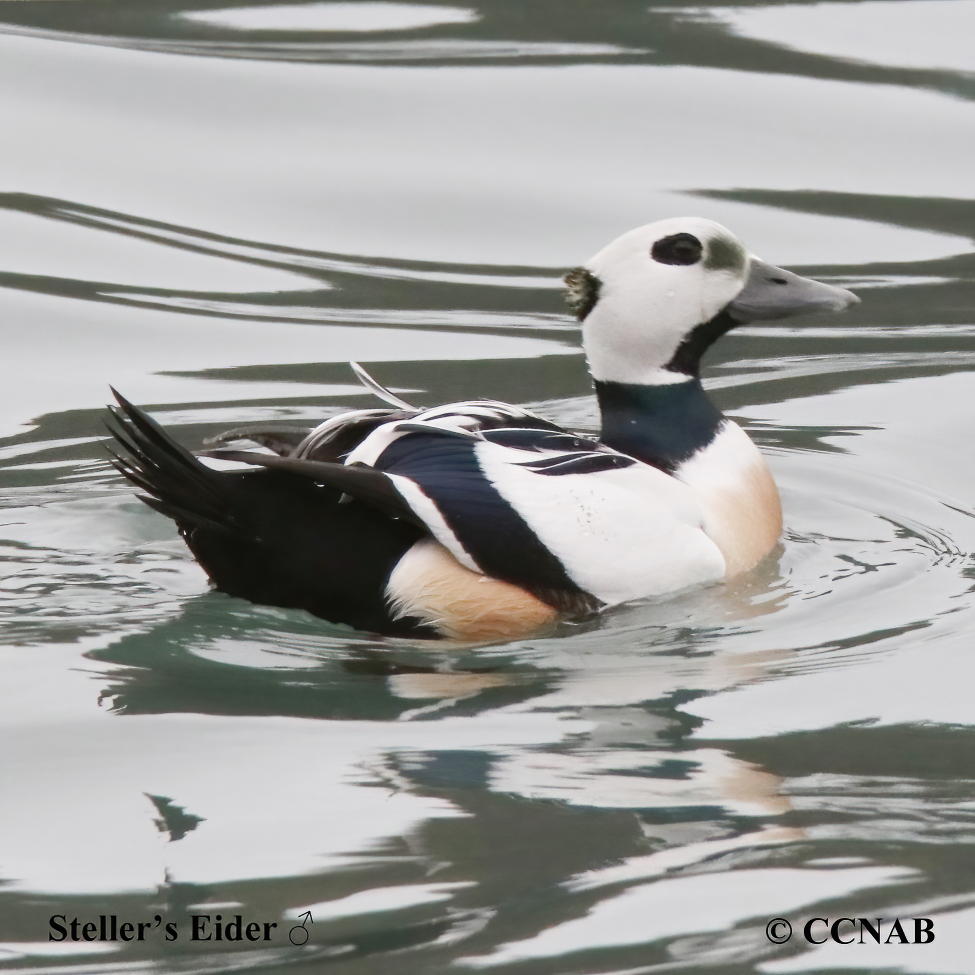 Steller's Eider