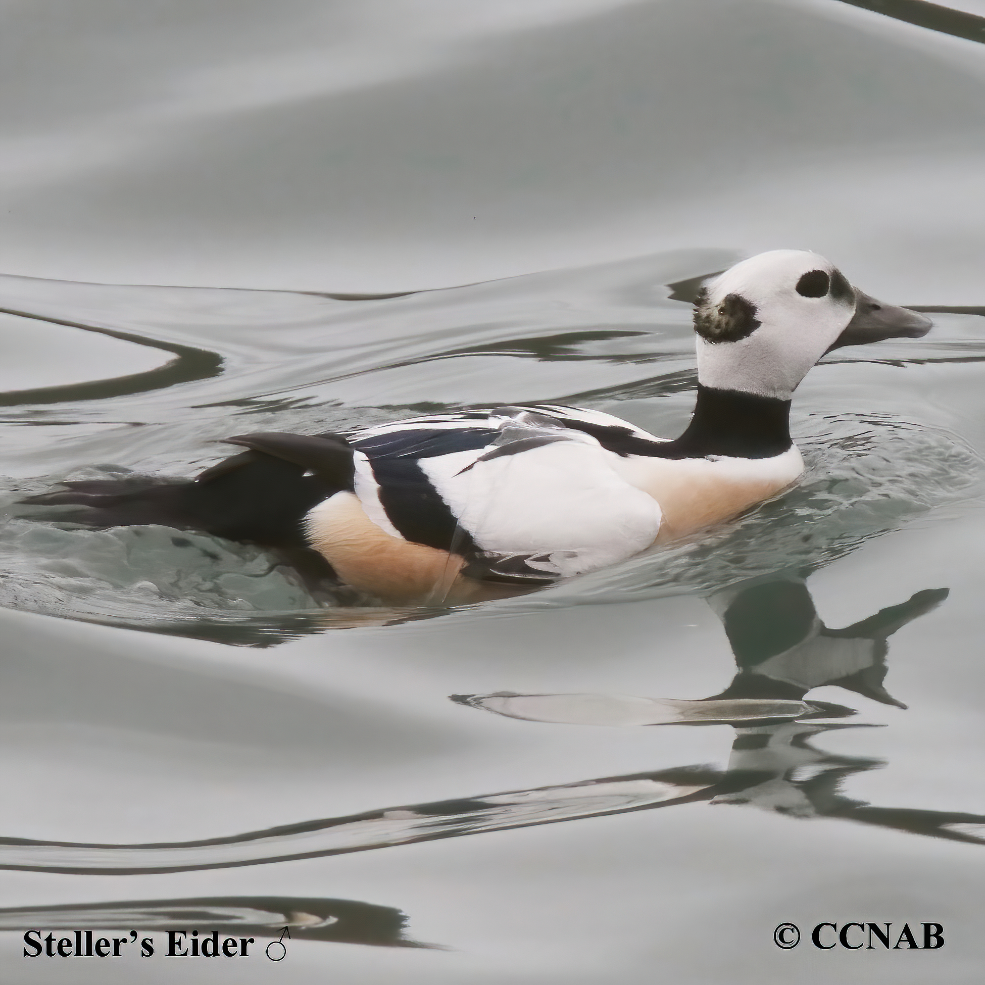 Steller's Eider